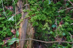 Thuidium