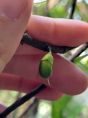 Cassipourea guianensis