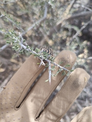 Condalia warnockii
