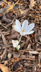 Crocus vernus