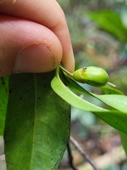 Cassipourea guianensis