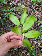 Cassipourea guianensis