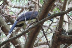 Cyanocorax affinis