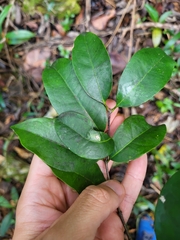 Cassipourea guianensis
