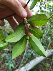 Cassipourea guianensis