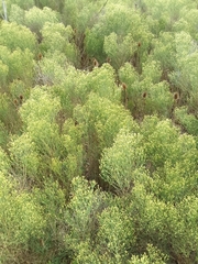 Baccharis notosergila