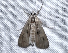 Parapoynx maculalis