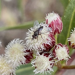 Mythicomyiidae