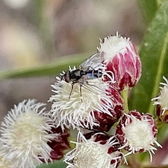 Mythicomyiidae
