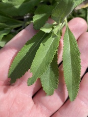 Salvia apiana × mellifera