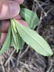 Salvia apiana × mellifera