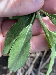 Salvia apiana × mellifera
