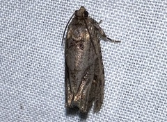 Cryptaspasma