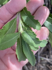 Salvia apiana × mellifera