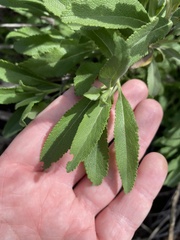 Salvia apiana × mellifera