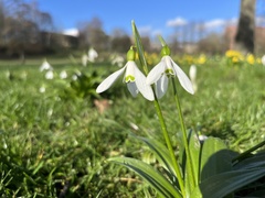 Galanthus woronowii