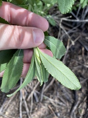 Salvia apiana × mellifera