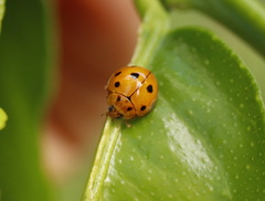 Coelophora inaequalis