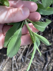 Salvia apiana × mellifera