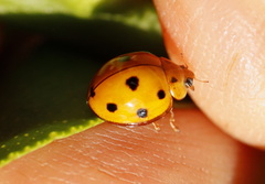 Coelophora inaequalis