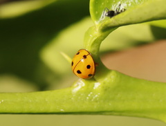 Coelophora inaequalis