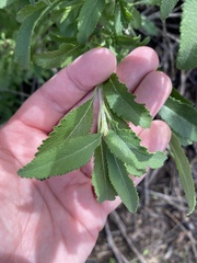 Salvia apiana × mellifera
