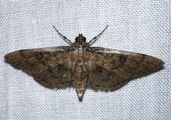 Nacoleia charesalis