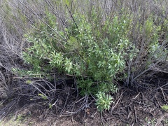 Salvia apiana × mellifera