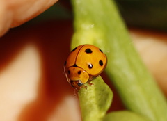 Coelophora inaequalis