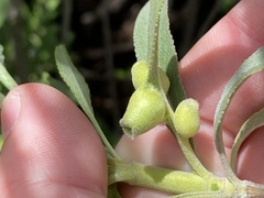 Salvia apiana × mellifera