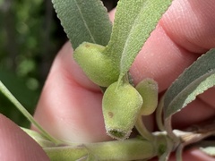 Salvia apiana × mellifera