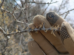 Forestiera angustifolia