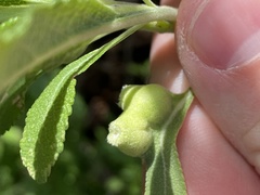 Salvia apiana × mellifera
