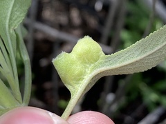Salvia apiana × mellifera