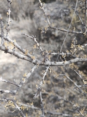 Forestiera angustifolia