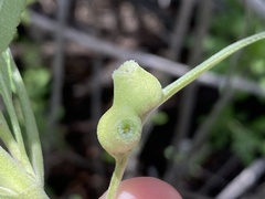 Salvia apiana × mellifera