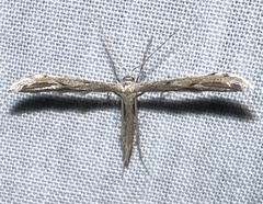 Pselnophorus