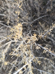 Forestiera angustifolia