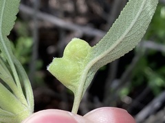 Salvia apiana × mellifera
