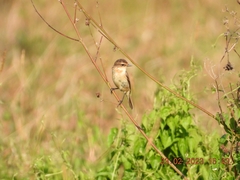 Saxicola stejnegeri