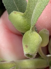 Rhopalomyia audibertiae