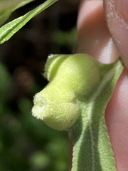 Rhopalomyia audibertiae