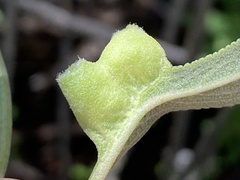 Rhopalomyia audibertiae