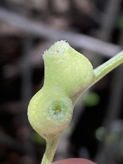 Rhopalomyia audibertiae