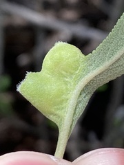 Rhopalomyia audibertiae