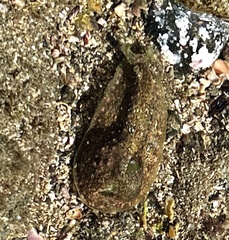 Dolabrifera nicaraguana