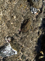 Dolabrifera nicaraguana