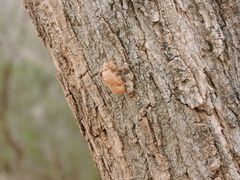 Megatibicen dealbatus