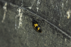 Glischrochilus fasciatus