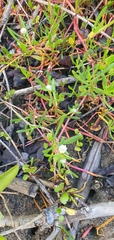 Blutaparon vermiculare